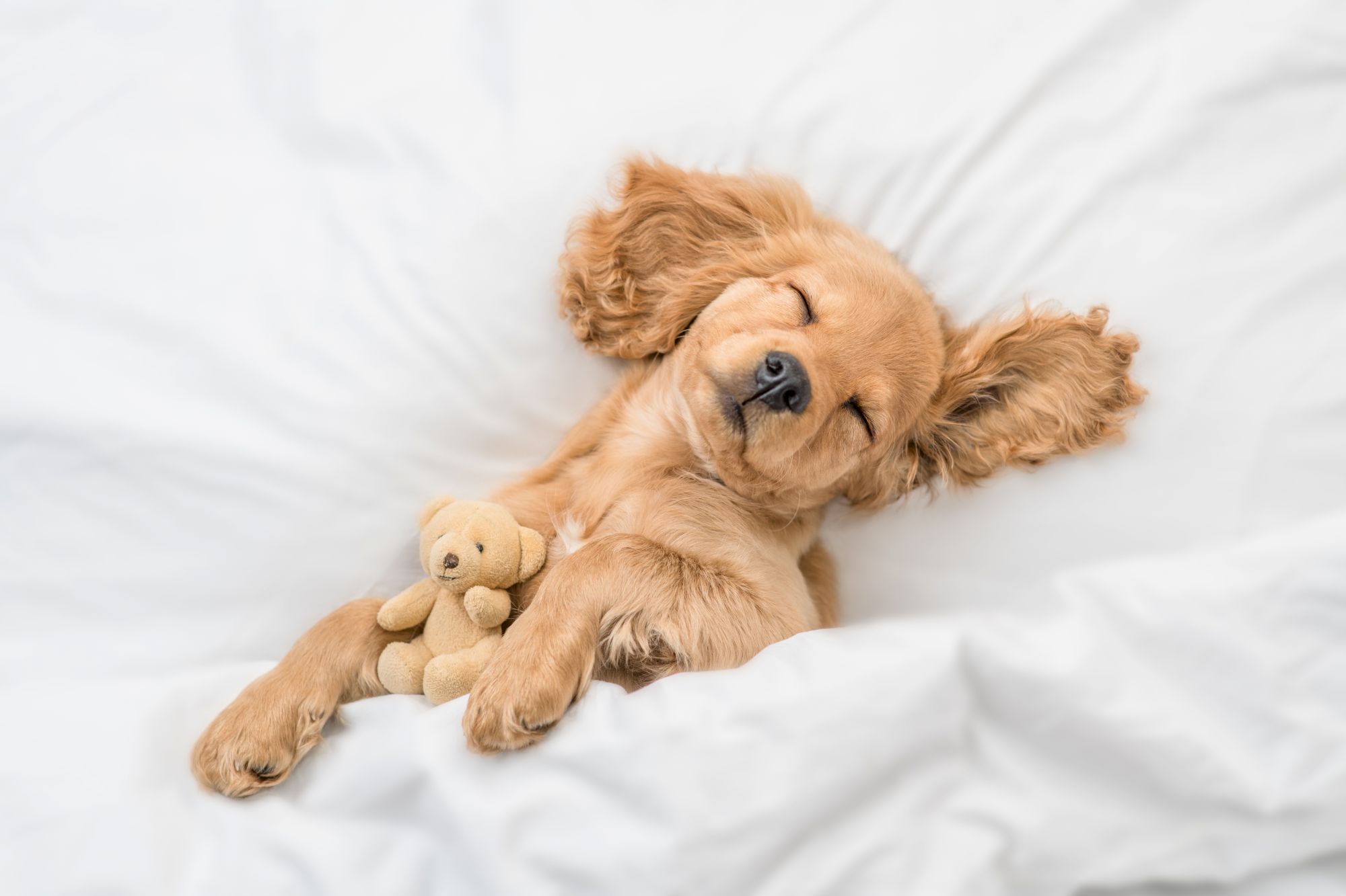 A fluffy brown puppy is sleeping on a white bed, cuddling a tiny teddy bear in its paws, and displaying an adorable, peaceful expression.